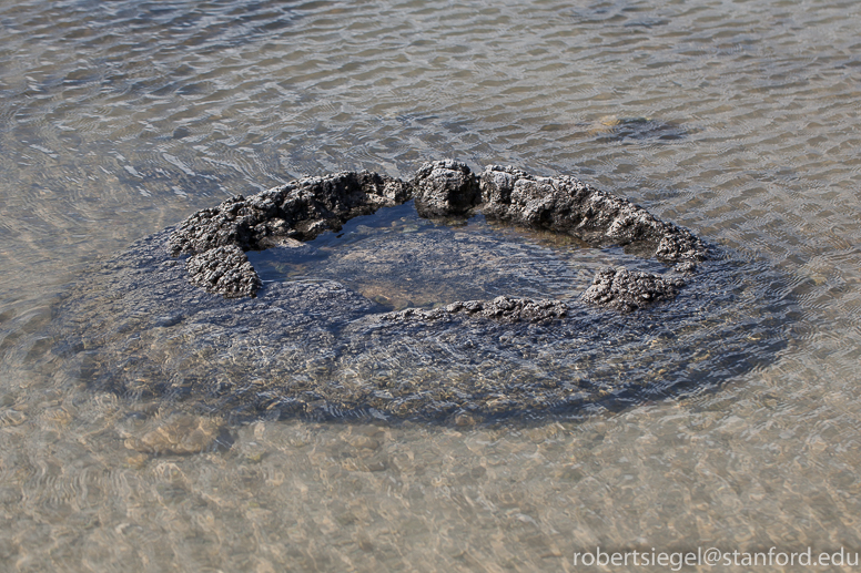 stromatolites